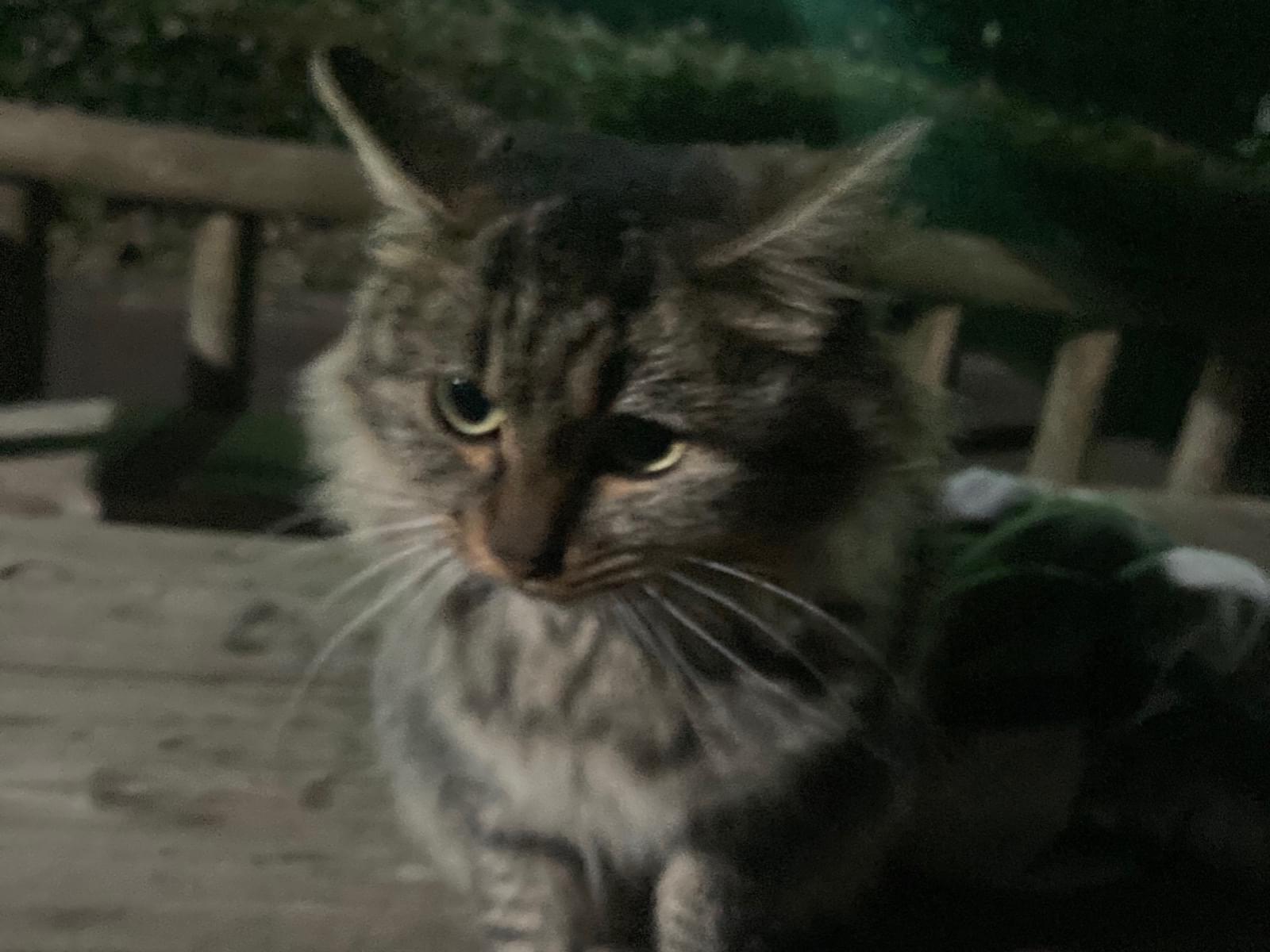 目撃された猫 目撃された猫