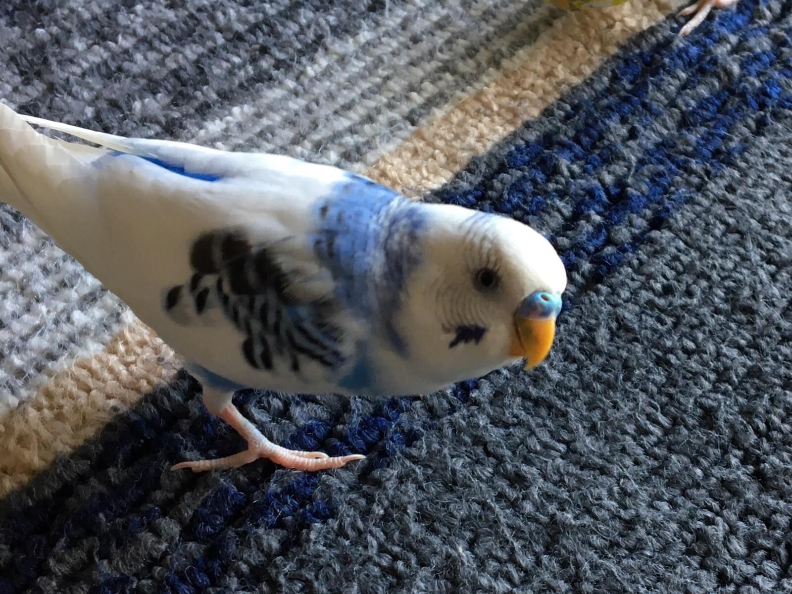 ホワイトちゃん ホワイトちゃん