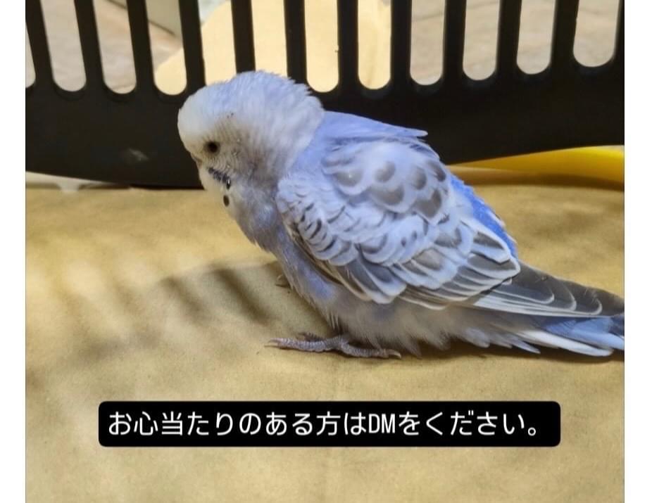保護された鳥 保護された鳥