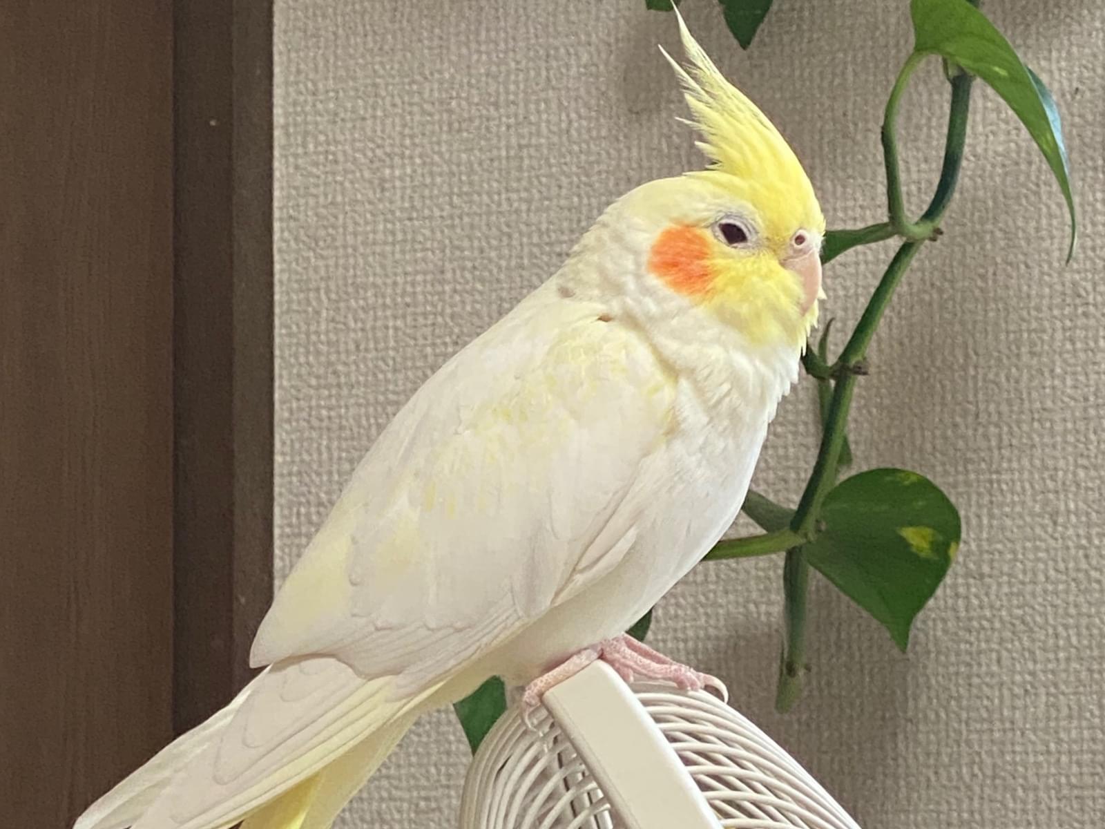 レモンちゃん レモンちゃん