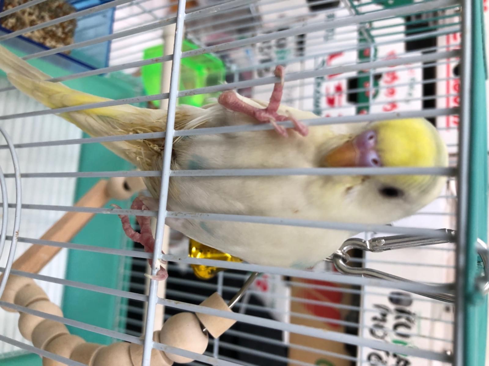 保護された鳥 保護された鳥