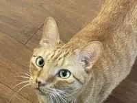 しっぽがふたつに折れたような鍵しっぽの茶トラを探しています。