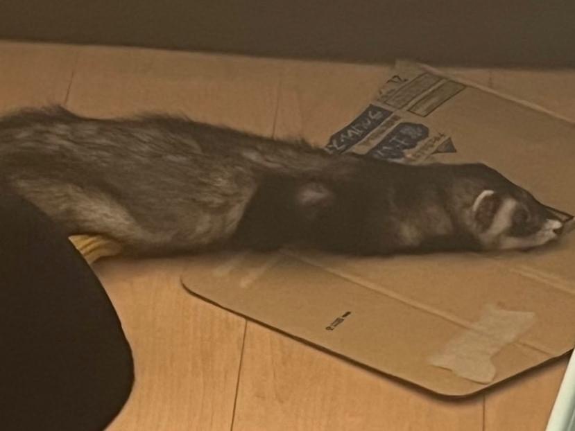 保護されたペット 保護されたペット