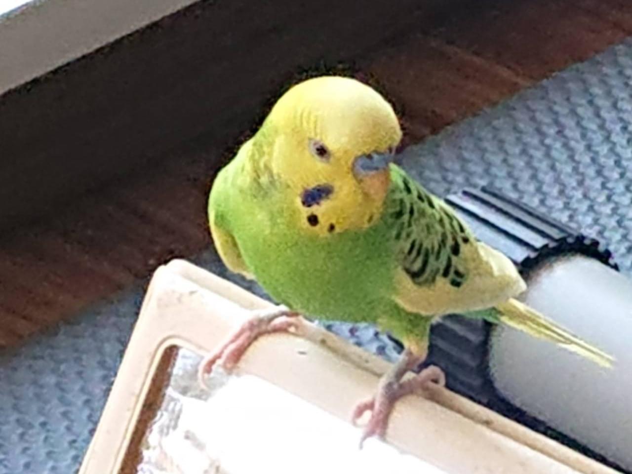 ピー太ちゃん ピー太ちゃん