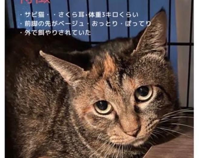 サビちゃん サビちゃん