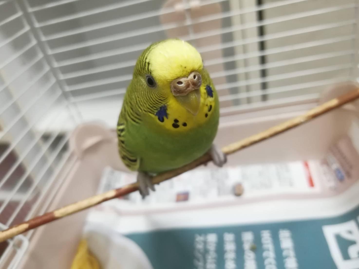 ぴっちゅちゃん ぴっちゅちゃん