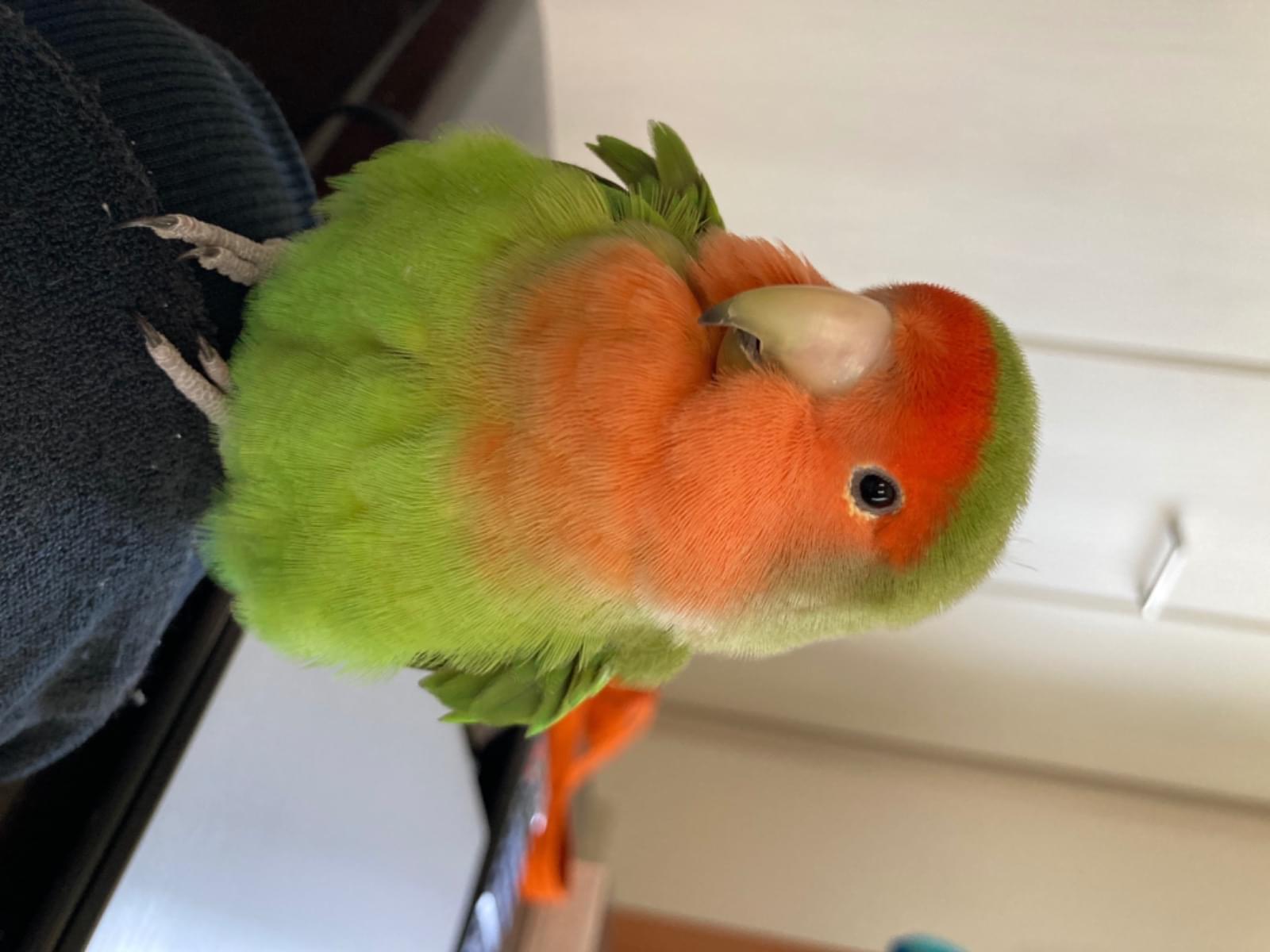 こたろーちゃん こたろーちゃん