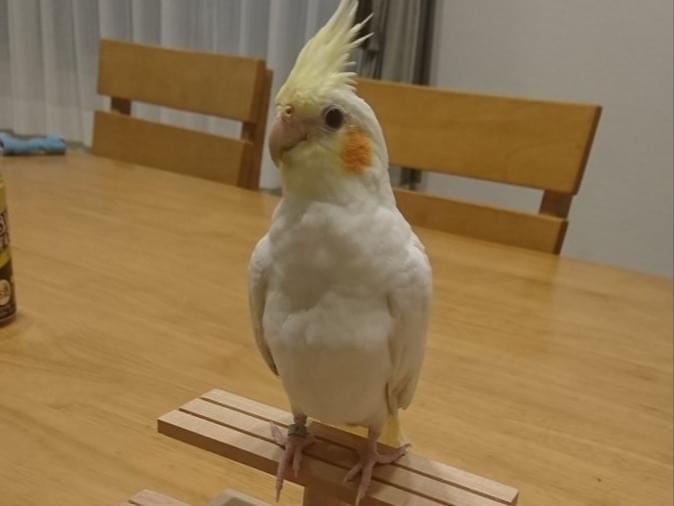 サクラちゃん サクラちゃん