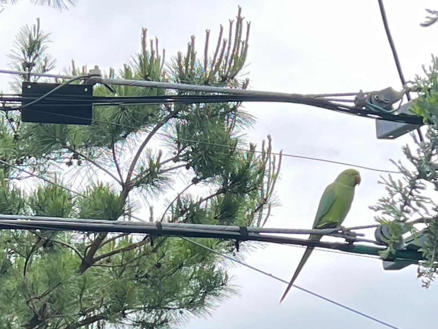 目撃された鳥 目撃された鳥