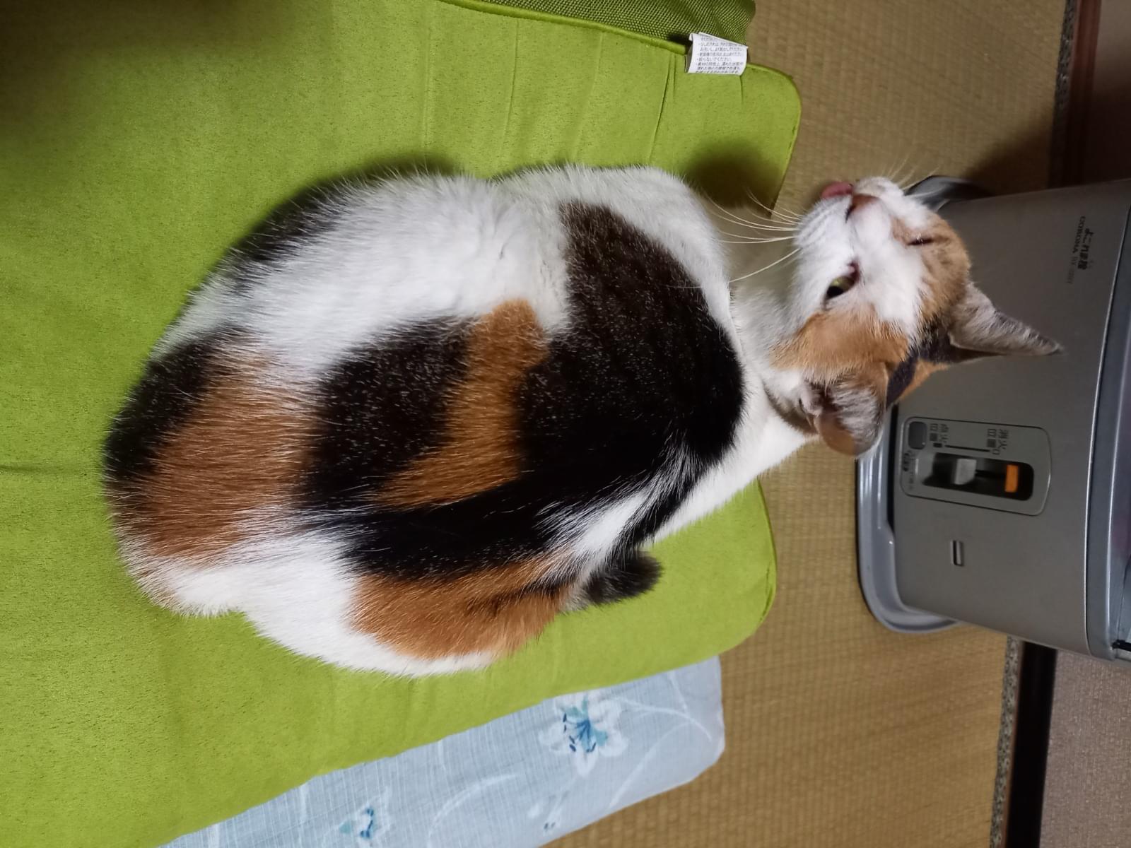 ミケちゃん ミケちゃん