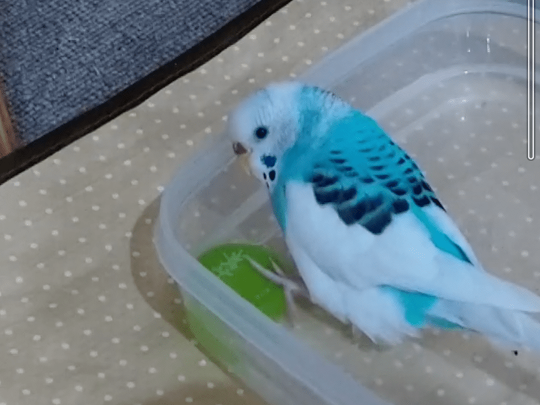 そらちゃん そらちゃん