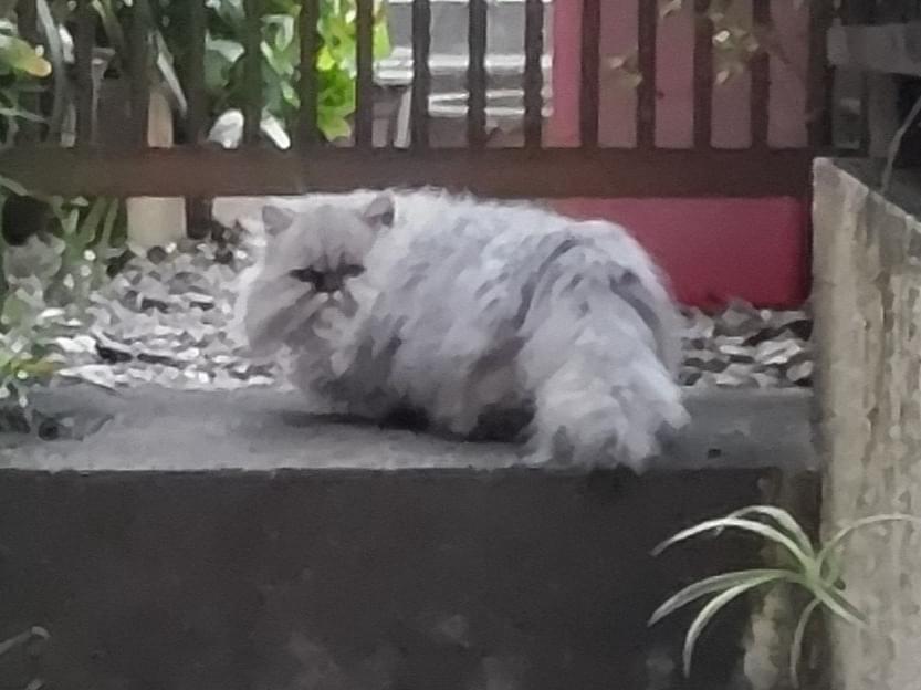 目撃された猫 目撃された猫
