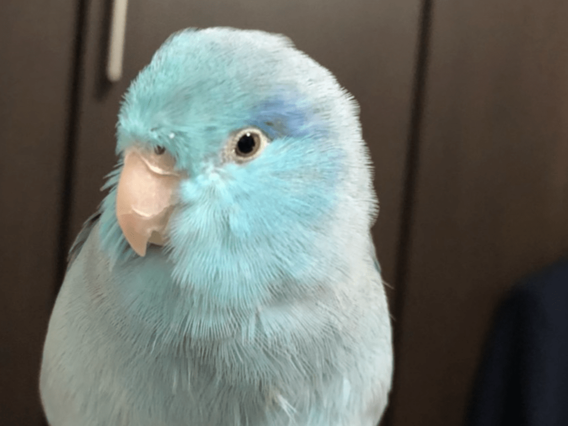 まめちゃん まめちゃん