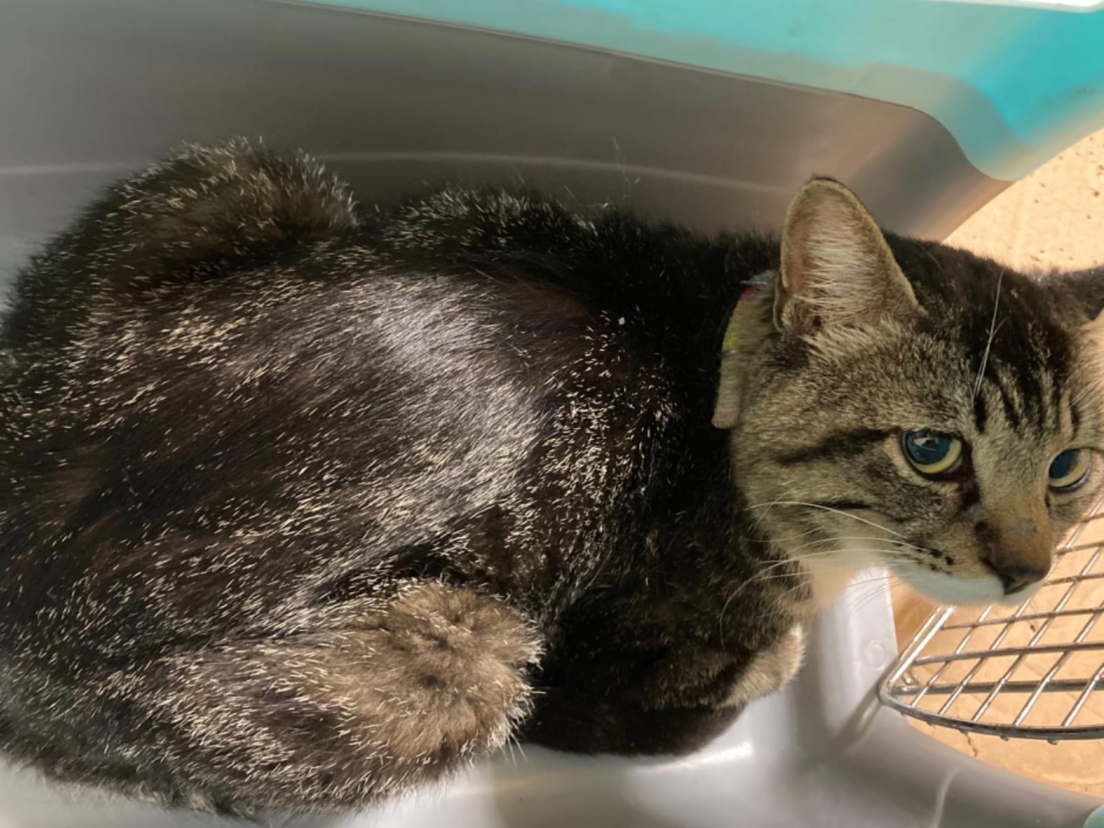 保護された猫 保護された猫