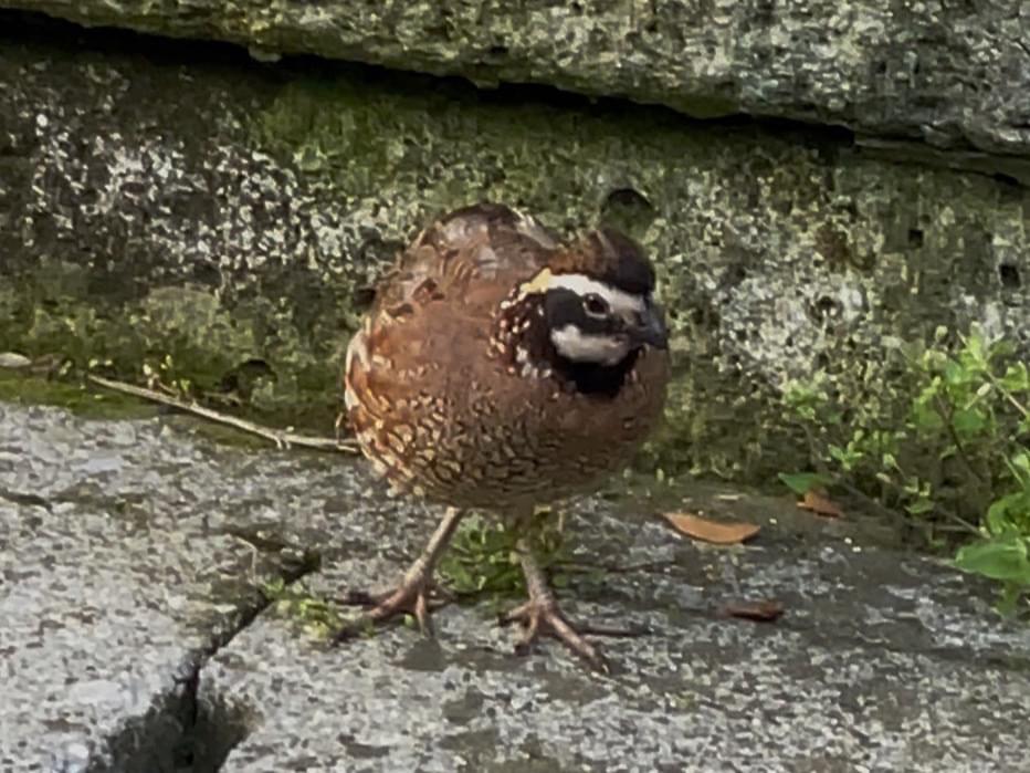 目撃された鳥 目撃された鳥