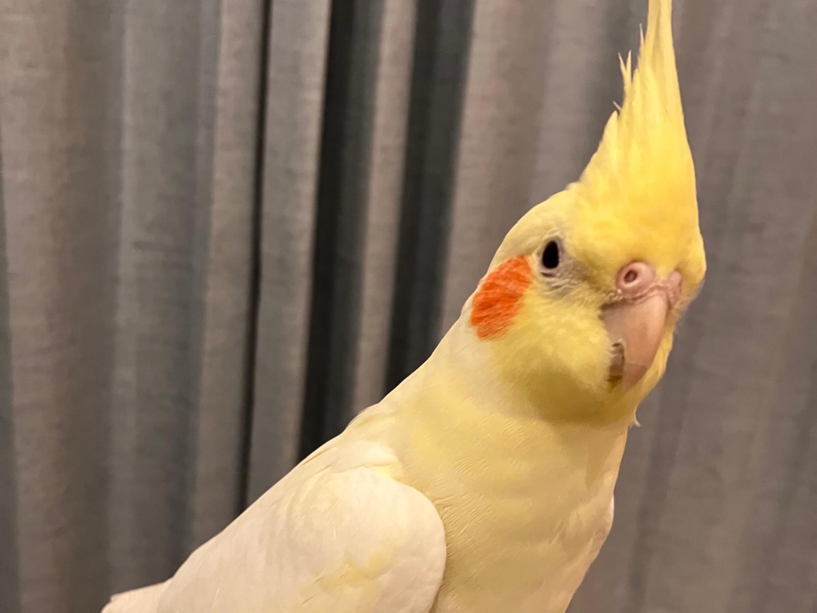 れもんちゃん れもんちゃん