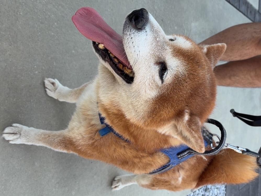 保護された犬