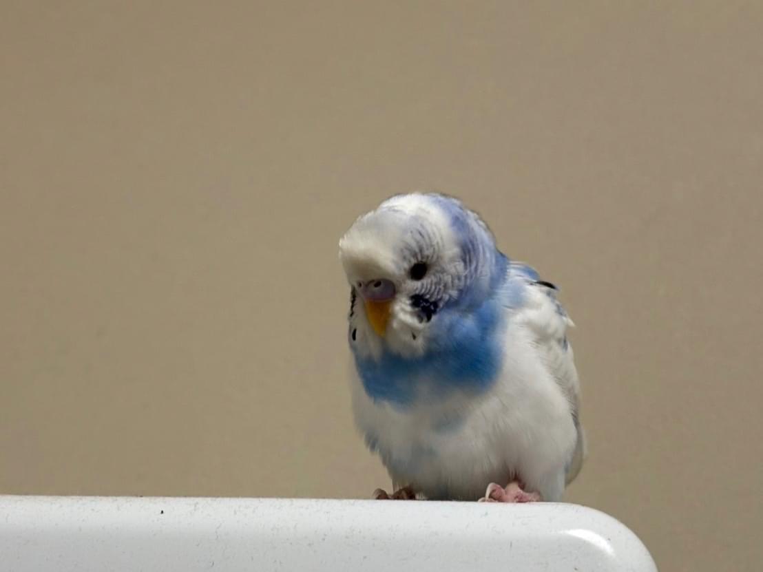 保護された鳥 保護された鳥