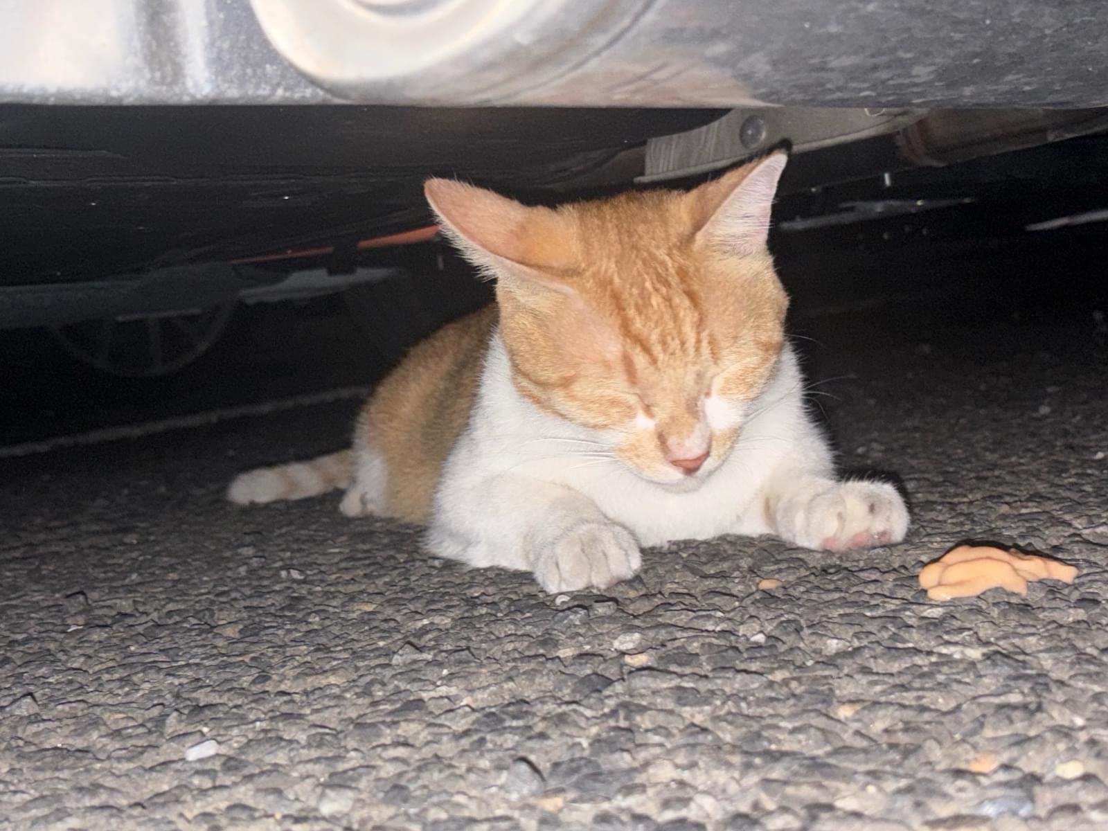 目撃された猫 目撃された猫