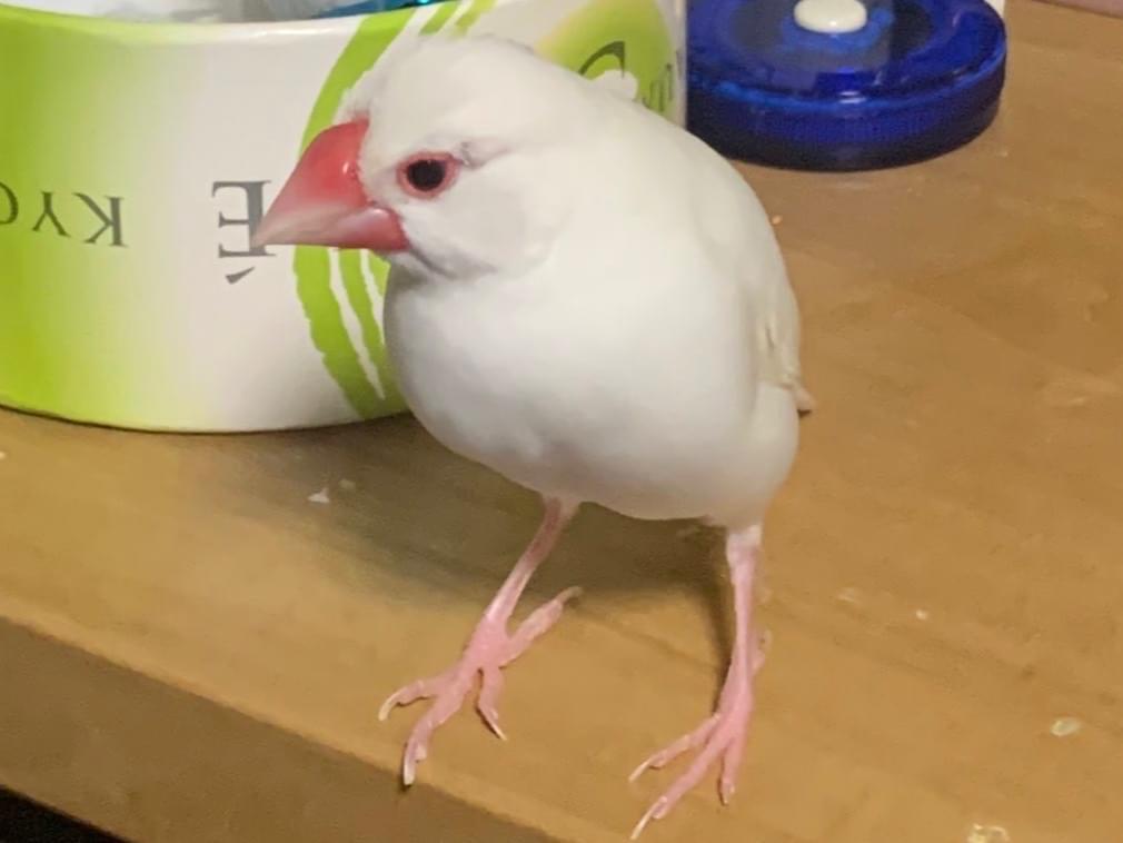 チビたちゃん チビたちゃん