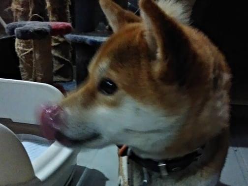 保護された犬 保護された犬