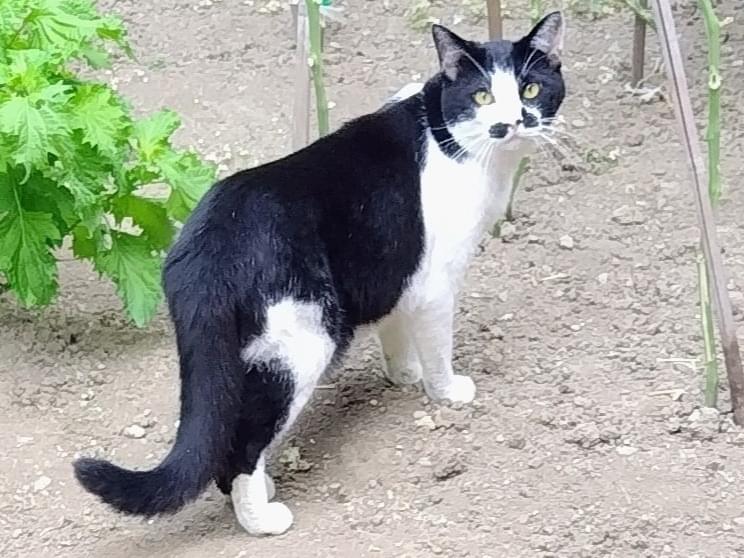 目撃された猫