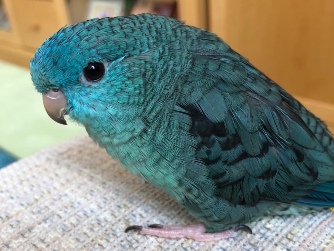 クックちゃん クックちゃん