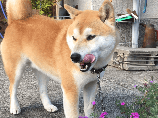 ハチちゃん ハチちゃん