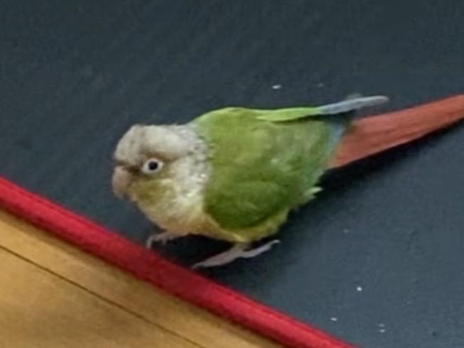 カイちゃん カイちゃん