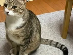 キジトラ白猫ページです。 最新版】キジ白ってどんな性格？キジ白猫の特徴や飼い方をご紹介！