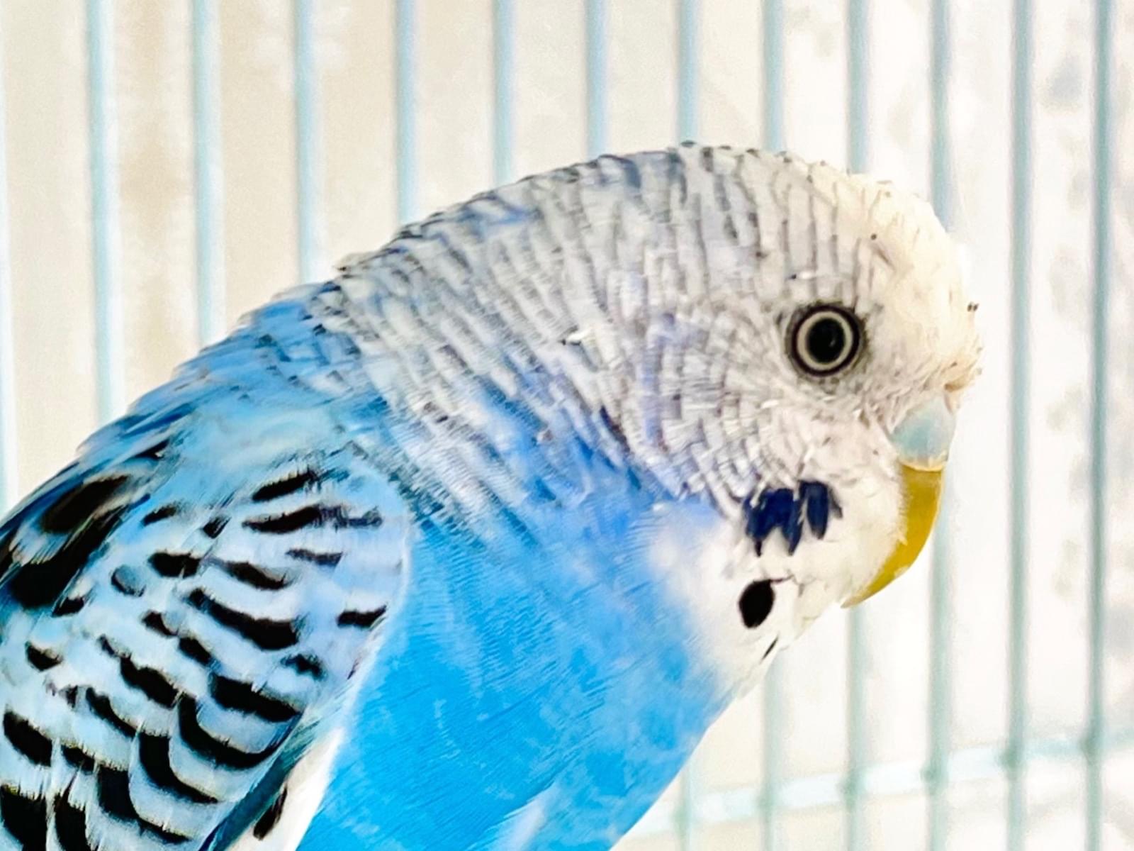 保護された鳥 保護された鳥