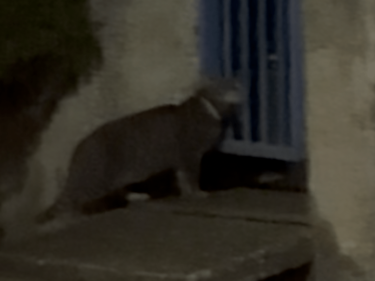 目撃された猫