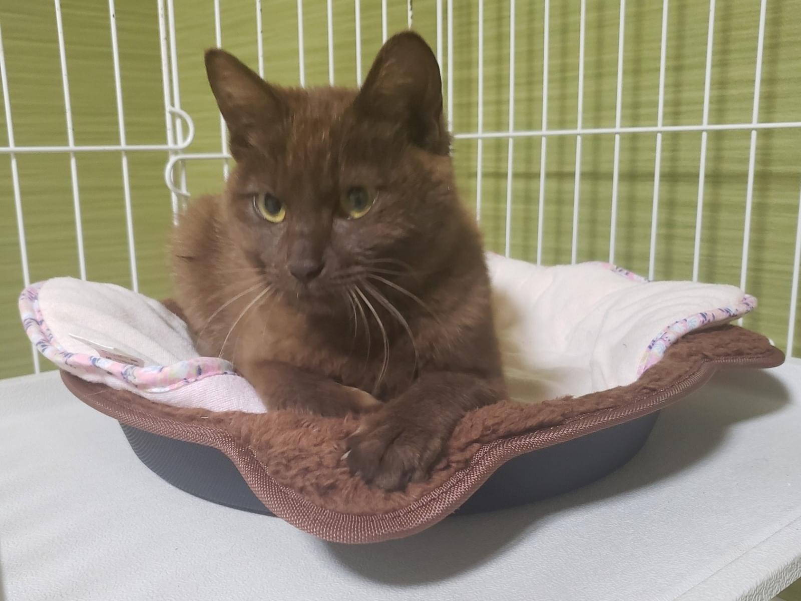 保護された猫 保護された猫