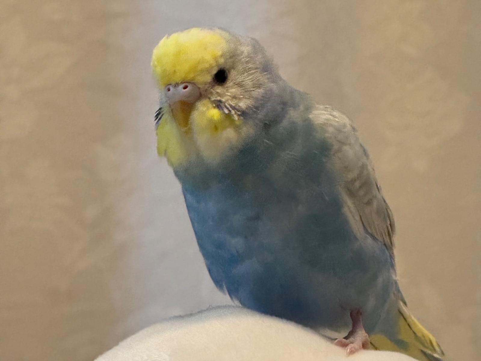 ゆずちゃん ゆずちゃん