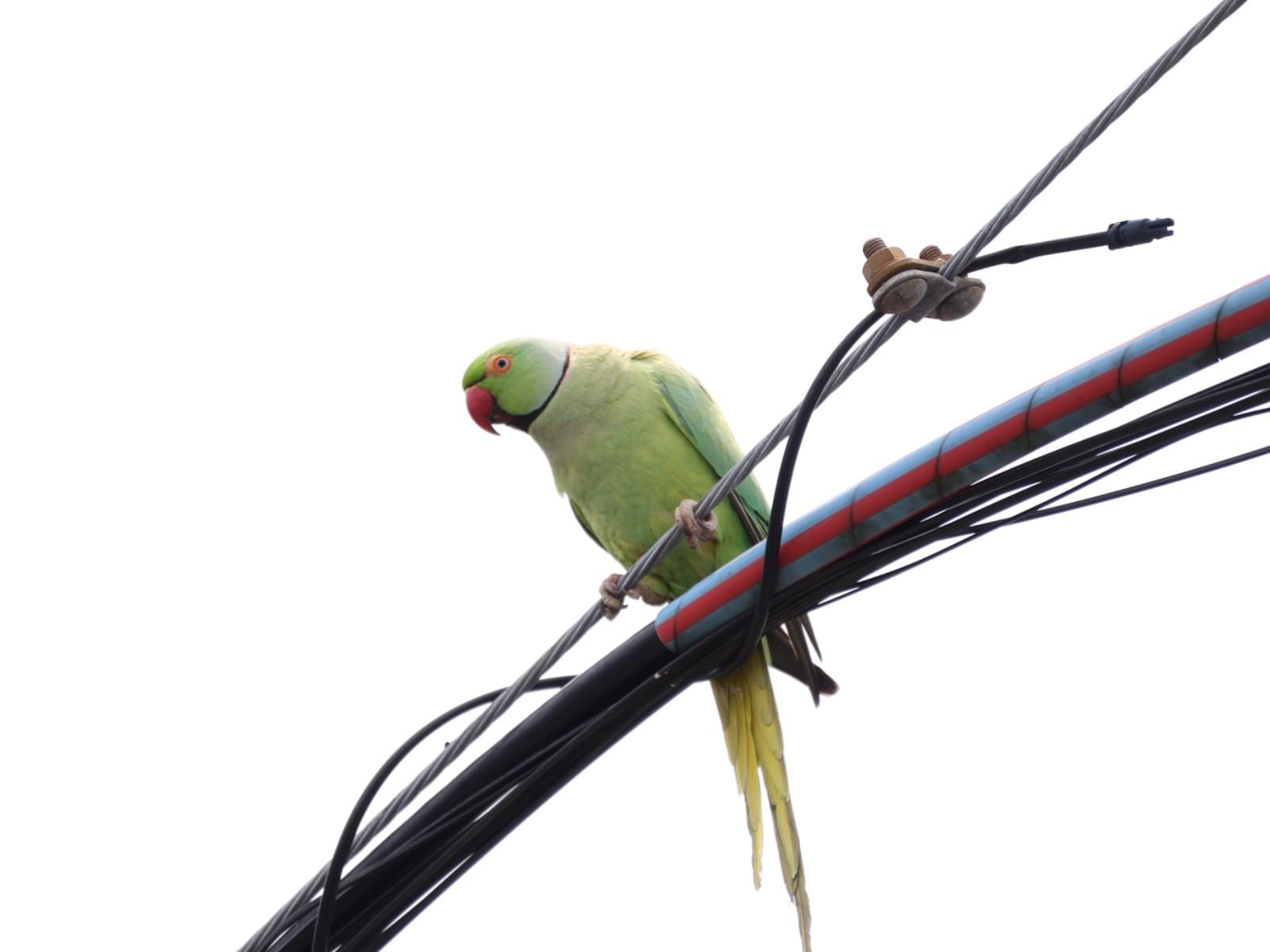 目撃された鳥 目撃された鳥