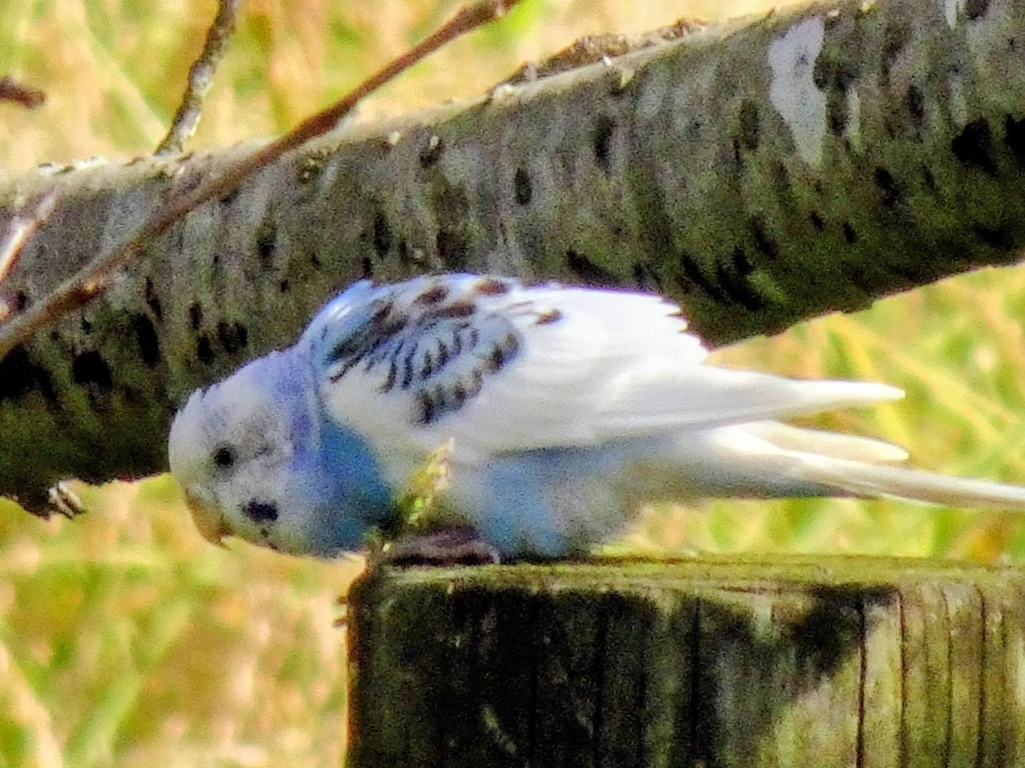 目撃された鳥 目撃された鳥