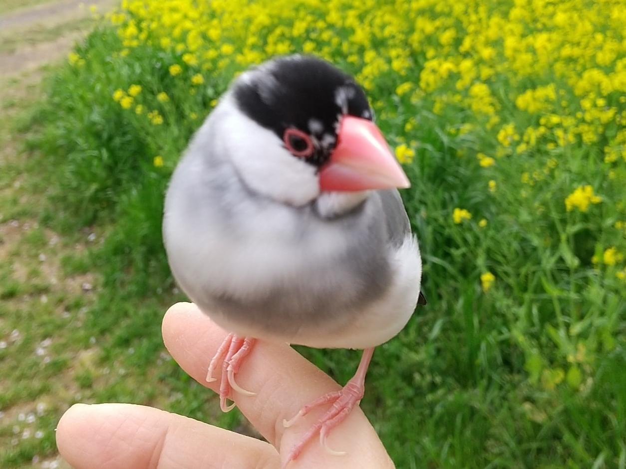 ピッピちゃん ピッピちゃん