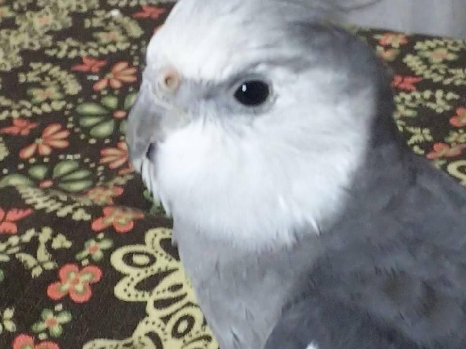 まるちゃん まるちゃん