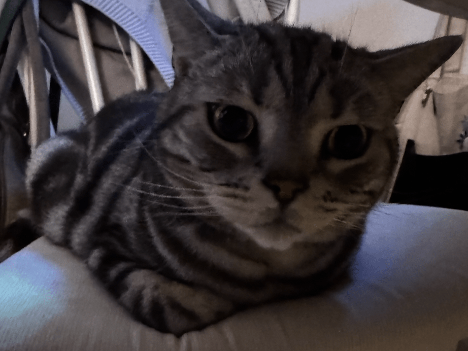 はるちゃん