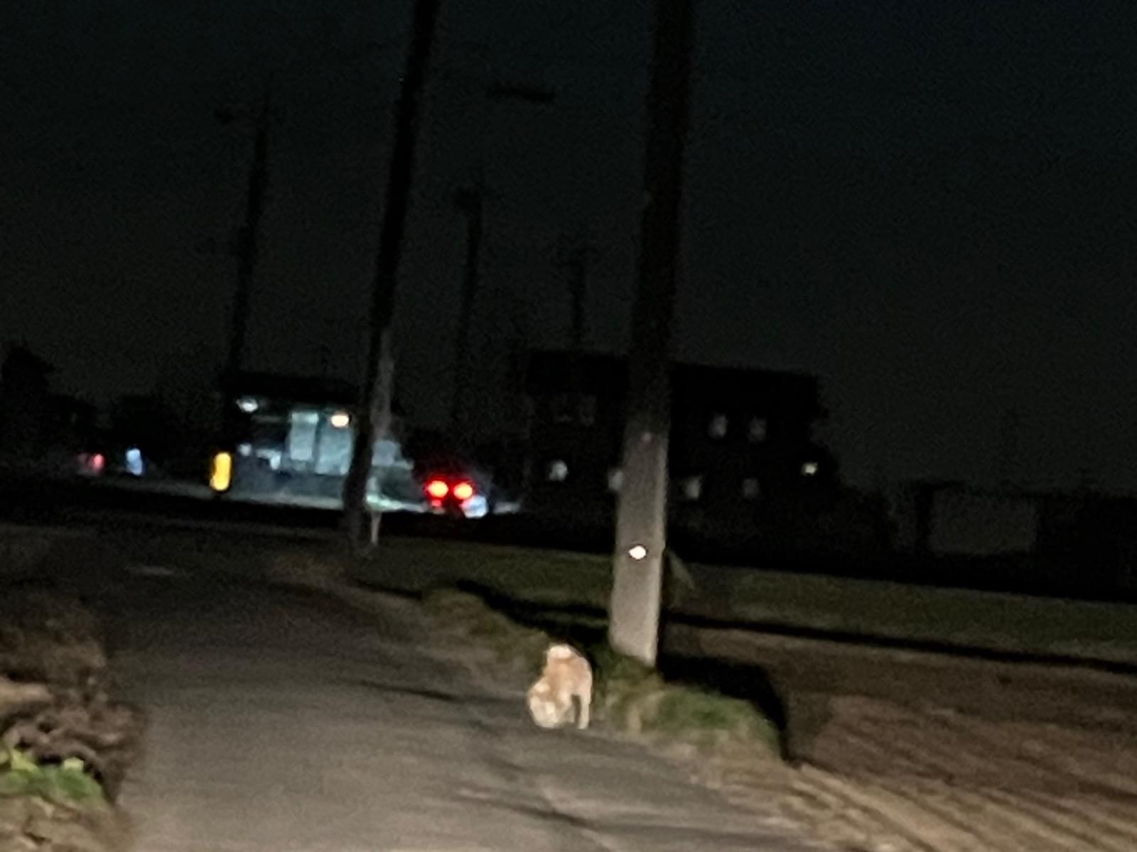 目撃された犬 目撃された犬