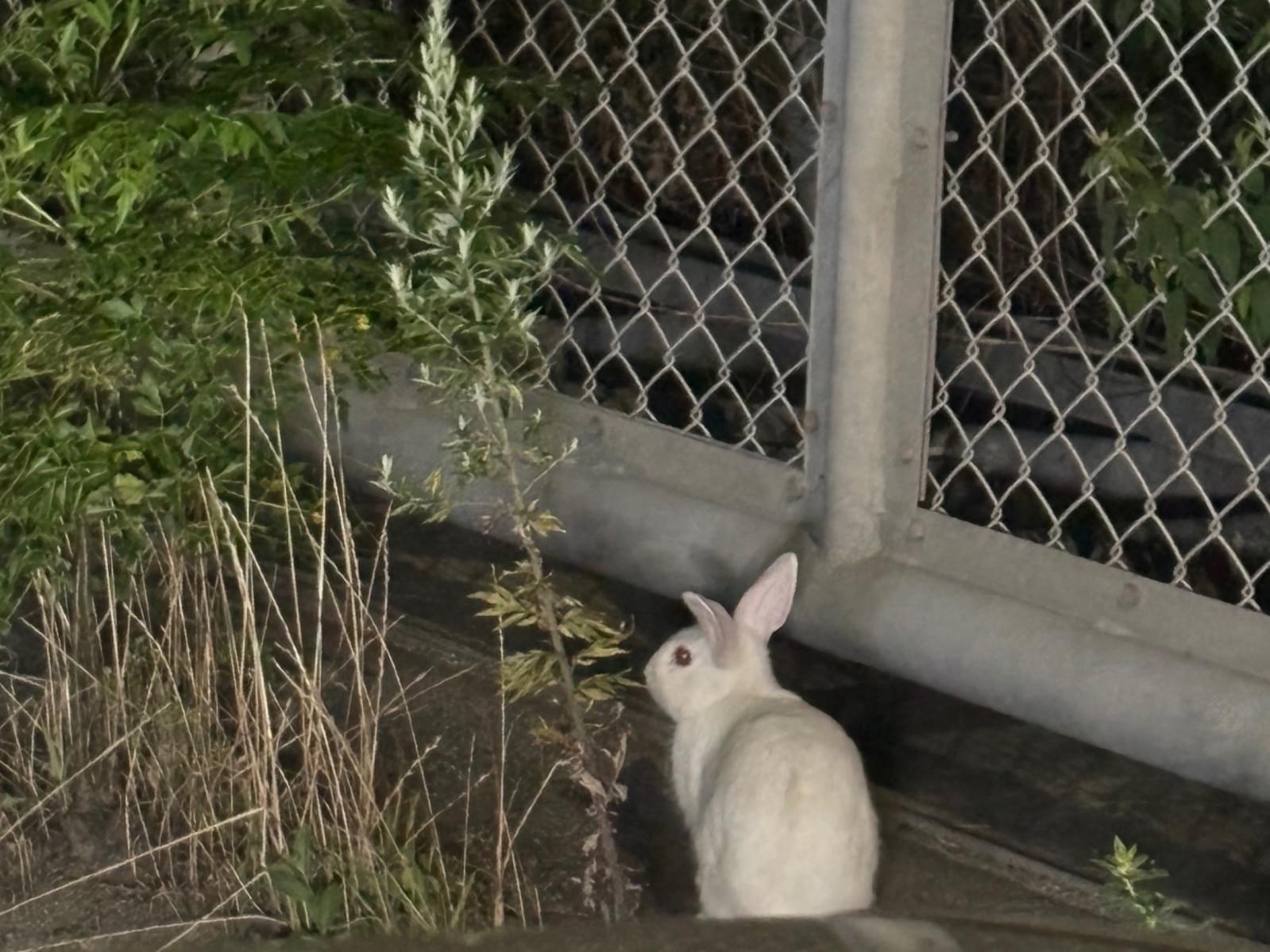 目撃されたペット 目撃されたペット