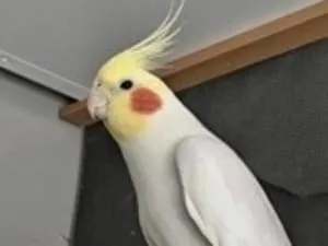 オカメインコ(ルチノー)