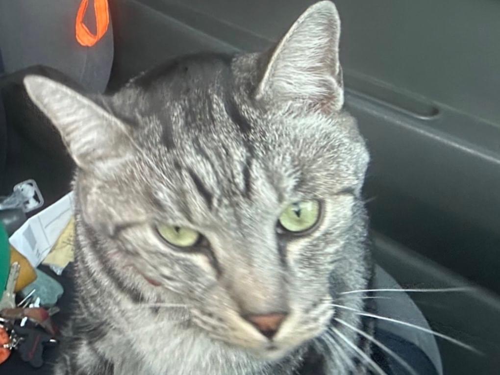 保護された猫 保護された猫