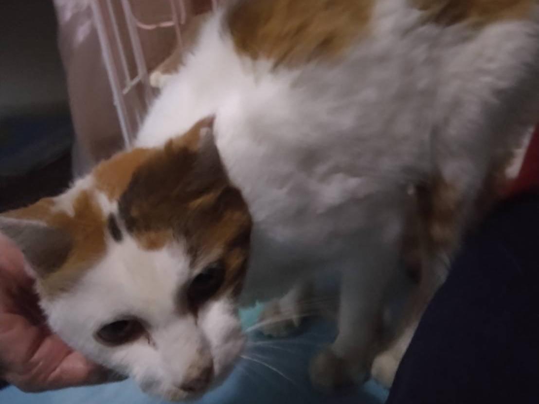保護された猫 保護された猫
