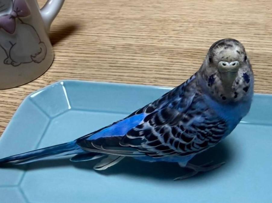 くーちゃん