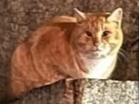 目撃された猫 目撃された猫