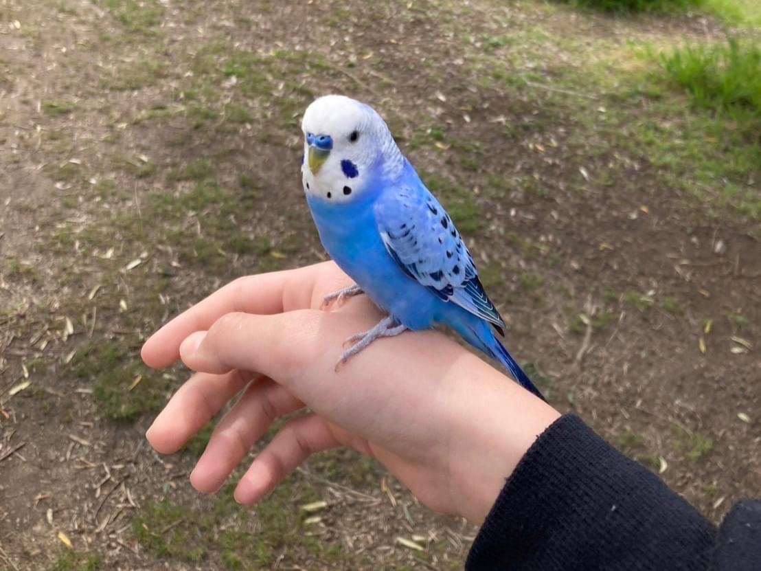 保護された鳥 保護された鳥