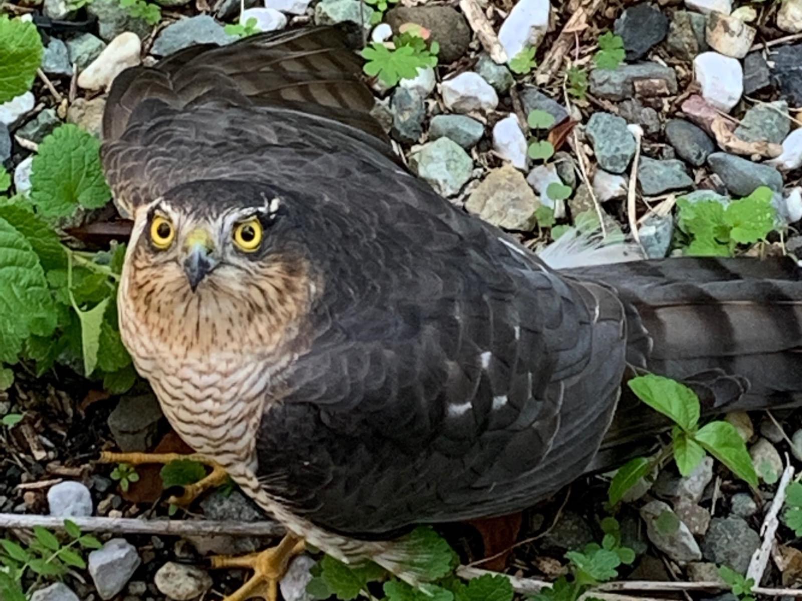 目撃された鳥 目撃された鳥