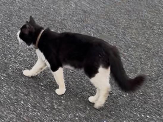 目撃された猫