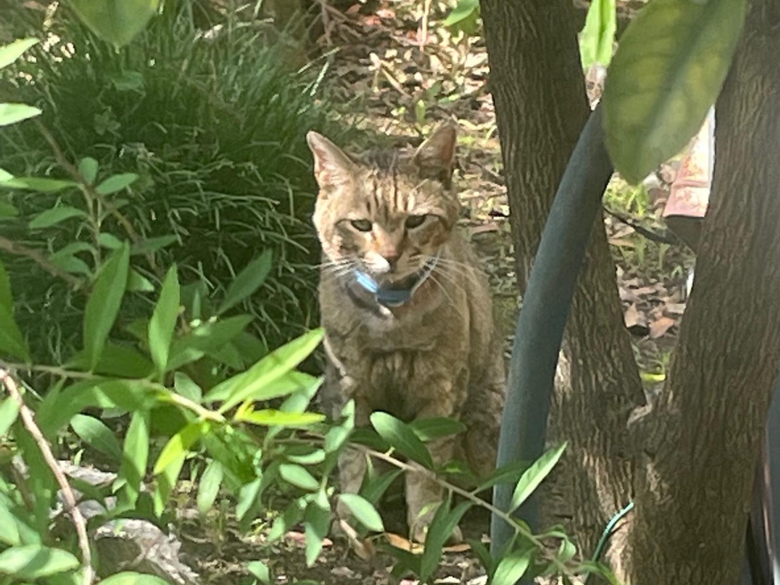 目撃された猫 目撃された猫